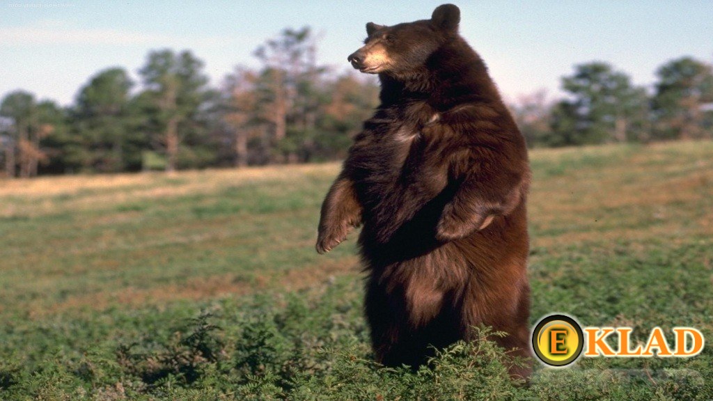 Стоящий медведь - предвестник нападения