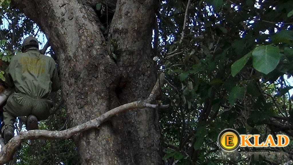 Во избежание встречи с кабаном, лучше залезть на дерево