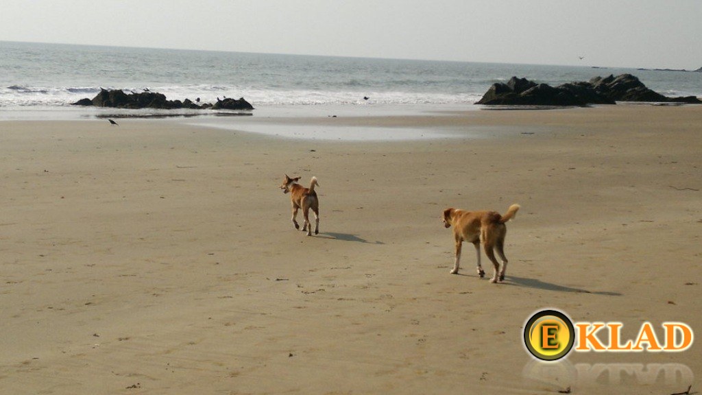 Готовьтесь к встрече с собаками на пляже